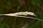 Porter's reedgrass